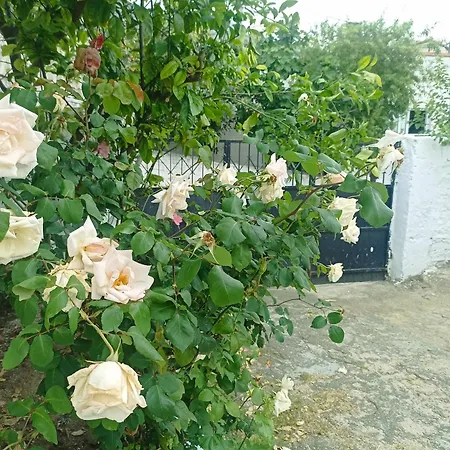 Lotus House Сёке